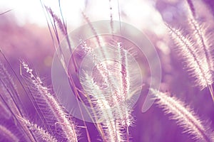Purple grass flower with sunset for nature background, soft and blurred focus