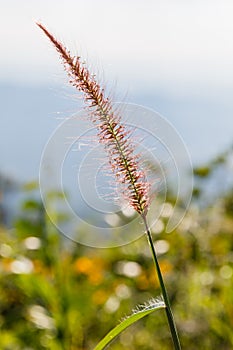 Purple Grass Flowers from Sideway of The Road to Umphang. Mae Hong Son Province, Thailand