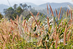 Purple Grass Flowers from Sideway of The Road to Umphang. Mae Hong Son Province, Thailand