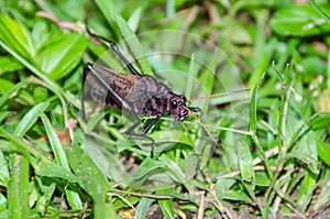 Purple grasshopper in Tortuguero National Park, Costa Rica