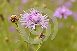 Purple Greater Knapweed flower