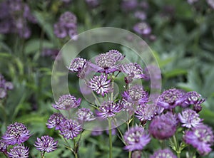 Purple Greater Masterwort flowers blooming