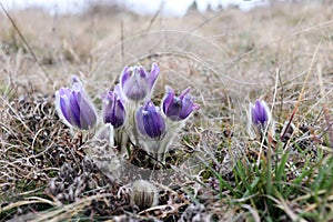 Purple greater pasque flowers Pulsatilla, growing in dry grass and moss, close-up detail. It is the most beautiful