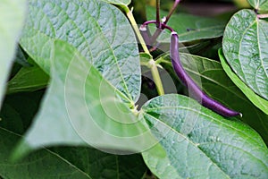 A purple green bean amongst the leaves