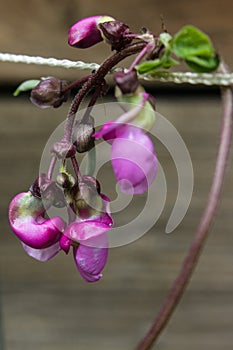 Purple green bean blossoms suspended on a trellis