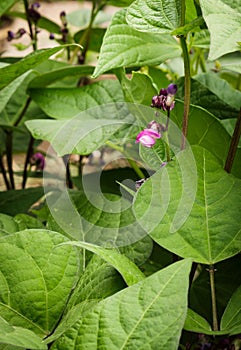 Purple green bean plants growing organically