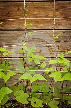 Purple green bean plants growing up a trellis