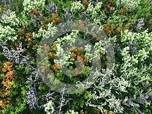 Purple, green, brown, and white plastic leaves and flowers