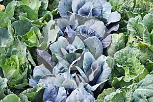 Purple and Green Cabbage