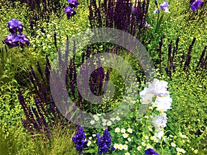 Purple and green, flowers and grass. Enchanting pattern and nature