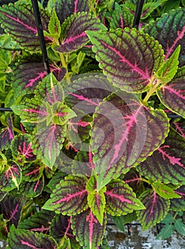 Purple and green graded leaves