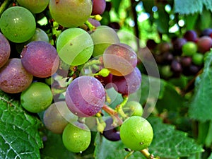 Purple and green grapes