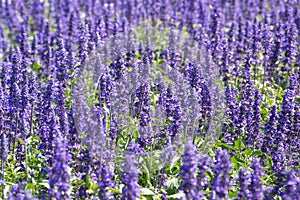 Purple green lavender field Blooming violet fragrant lavender flowers