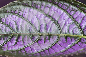 Purple and green leaf close-up macro texture