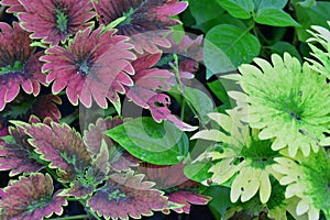 Purple and green leaves