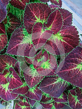 Purple and green leaves of the coleus plant.Plectranthus scutellarioides