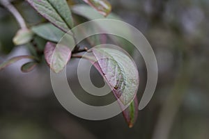 Purple-green leaves of Cotoneaster rugosus close-up on a branch, selective focus.