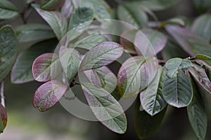Purple-green leaves of Cotoneaster rugosus close-up on a branch, selective focus.