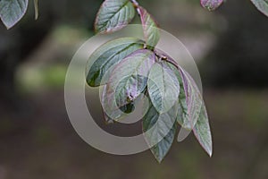 Purple-green leaves of Cotoneaster rugosus close-up on a branch, selective focus.