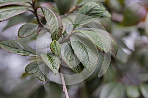 Purple-green leaves of Cotoneaster rugosus close-up on a branch, selective focus.