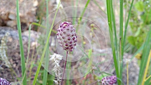 purple , green , leaves , flowers