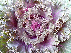 Purple and Green Lettuce, Close-up