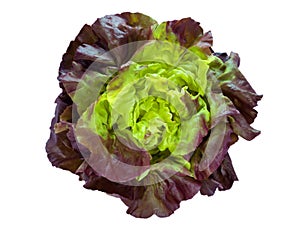 Purple green lettuce salad head