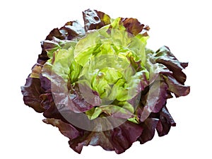 Purple green lettuce salad head