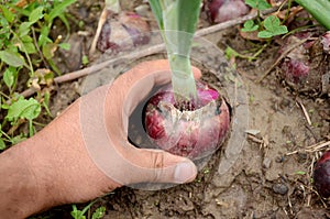 The purple green onion with hand growing in the farm