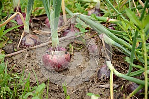 The purple green onion with roots growing in the farm