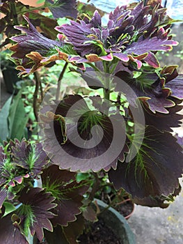 Purple and green plant on flower-pot.