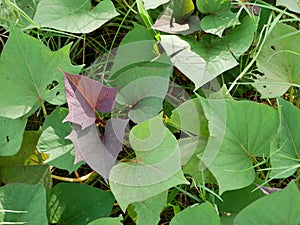 purple and green sweet potato leaves. plants, vegetables, vegetarian