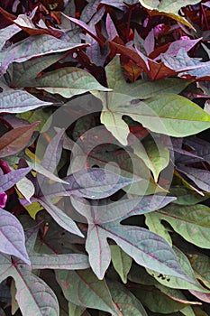 Purple and green sweet potato tuberous morning glory