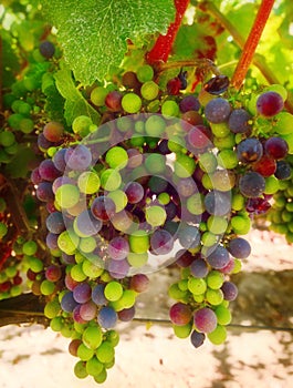 Purple and Green Wine Grapes, California