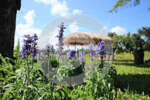 purple green wiolet garden tree