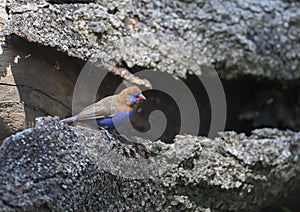 Purple Grenadier male on a tree bark seen at Masai Mara, Kenya