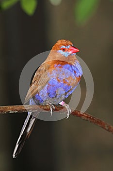 Purple Grenadier (Uraeginthus ianthinogaster)