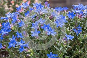 Purpurová nebeský modrý modrý kvetoucí keř 