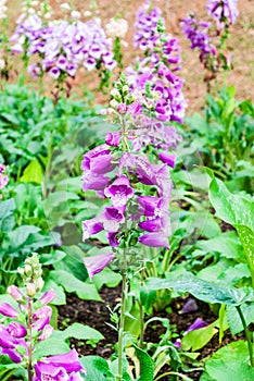 Purple Ground Orchids in Garden