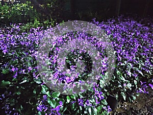The purple group of flower arriving in night