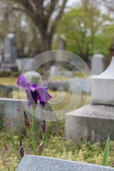 Purple iris at a cemetery