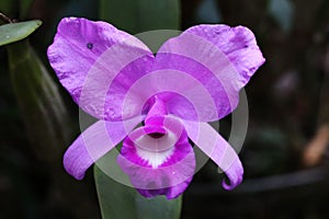 Purple Guaria flower