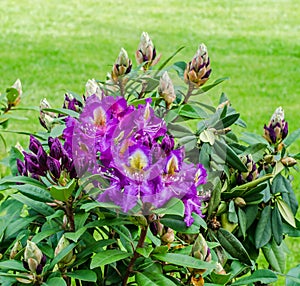 Purple Haaga Rhododendron flower