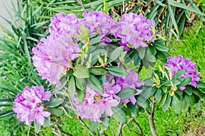 Purple Haaga Rhododendron flower