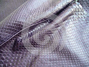 Purple haberdashery snake skin. Purple skin