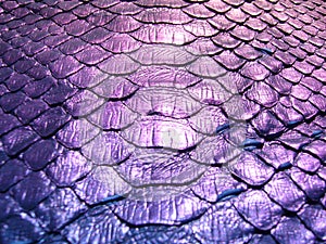 Purple haberdashery snake skin. Purple skin