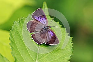 Purple Hairstreak Butterfly - Favonius quercus basking on a leaf. photo