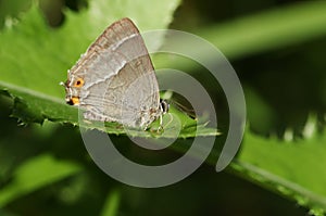 A Purple Hairstreak Butterfly, Favonius quercus, feeding on moisture on a leaf on a hot sunny day. photo