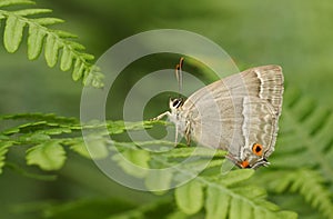 A Purple Hairstreak Butterfly Favonius quercus perched on a bracken.