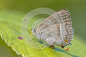 Purple hairstreak butterfly photo